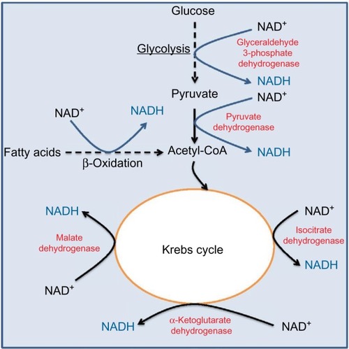 Figure 1 Metabolic pathways and enzymes involved in NADH production using NAD+ as their cofactor.