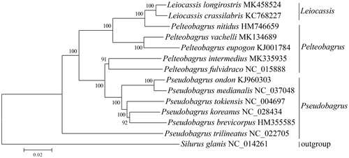 Figure 1. Neighbour-joining phylogenetic tree inferred from amino acid sequence dataset of 13 protein-coding genes for 14 Siluriformes mitochondrial genomes. The tree shows the topology based on concatenated data of 13 mitochondrial encoded protein sequences. Reconstruction was performed by MEGA X (64-bit).