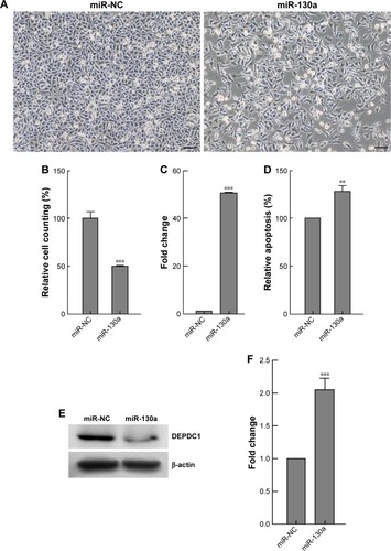 Figure 2 Overexpression of miR-130a inhibits proliferation of A549 cells and induces apoptosis. A549 cells were transfected with miR-130a-expressing or control plasmids and examined 72 h after transfection. (A) Compared with the control group, cells with miR-130a appeared thinner and longer. Scale bar 100 μm. (B) The amount of live cells was decreased to approximately 50% with miR-130a expression. (C) miR-130a transcript levels measured with qRT-PCR were increased approximately 50-fold. (D) Relative apoptosis of A549 cells determined with flow cytometry assay was increased approximately 30%. (E) DEPDC1 expression levels detected with Western blot were decreased dramatically. (F) A20 levels measured with qRT-PCR were increased twofold. **P<0.01; ***P<0.001.