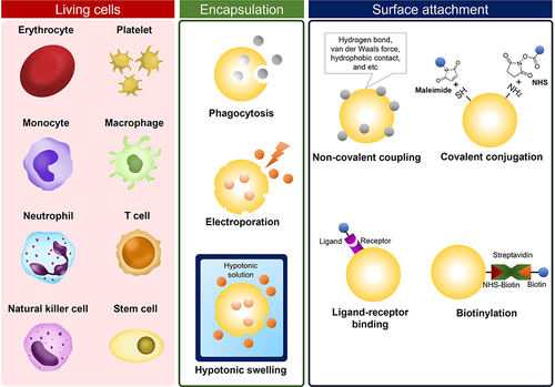 Figure 1 Scheme of living cell-based drug delivery systems.