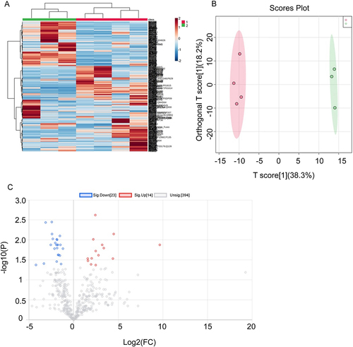 Figure 9 Analysis of DEPs of patients radiotherapy-reduced OME group. (A) Heatmap for DEPs. Group 1(red) represents for nasopharyngeal carcinoma group, group 2(green) represents for patients with other kinds of malignant tumor. (B) PLS-DA. NPC samples are in red while other samples are in green. (C) Volcano plot. Sig.Down[23], the number of significantly downregulated protein is 23; Sig.Up[14], the number of significantly upregulated protein is 14; Unsig.[394], the number of proteins with no significant changing trend is 394. Red dots refer to upregulate protein and blue dot refers to downregulate protein. Gray dots represent for proteins which show no significant changing trend.