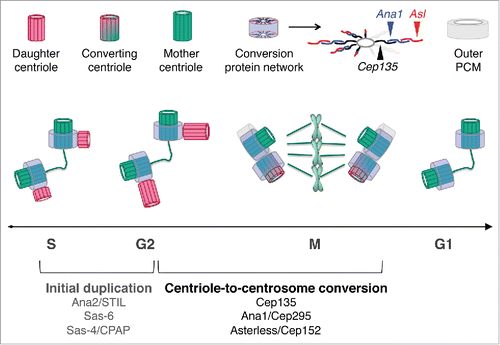 Figure 1. The newly assembled centriole is converted into duplication-competent mother through a cascade of protein interactions between Cep135, Ana1/Cep295 and Asl/Cep152, controlled both in time and space.