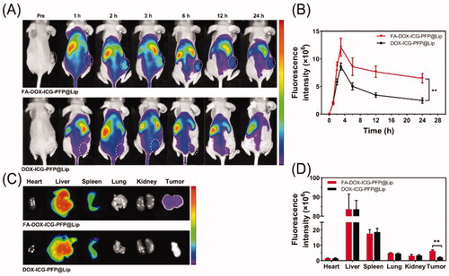 Figure 6. Biodistribution of FA-DOX-ICG-PFP@Lip. (A) Fluorescence images of Y79 tumor-bearing mice at different time points after injection of FA-DOX-ICG-PFP@Lip and DOX-ICG-PFP@Lip. (B) Fluorescence intensity of the tumors at corresponding time points. (C) Biodistribution of DiR-labeled liposomes in major organs and tumors of mice 24 h after injection. (D) Fluorescence intensity in major organs and tumors (**p<.01).