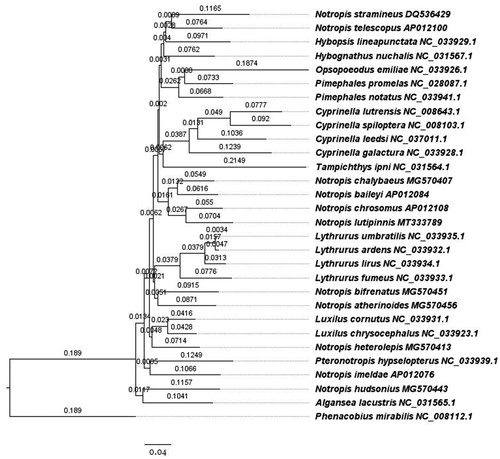 Figure 1. Phylogenetic tree of shiner mitochondrial genomes built with RAxML, branch labels are substitutions per site.