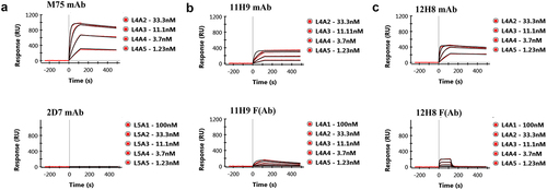 Figure 1. SPR binding studies of the CA-IX mAbs and F(Ab)s to immobilized ePG-1 polypeptide. SPR sensorgrams of (a) mAb M75 and mAb 2D7, (b) mAb 11H9 and its F(Ab) fragment, and (c) mAb 12H8 and its F(Ab) fragment to the immobilized ePG-1 polypeptide. MAb 2D7, which binds to CA-IX’s catalytic domainCitation15, and mAb M75, which binds CA-IX’s PG domainCitation8 were used as a negative and positive control, respectively. MAbs were flowed at 1.23, 3.7, 11.1, and 33.3 nM whereas F(Ab)s were flowed at 1.23, 3.7, 11.1, 33.3 and 100 nM over the chip surface with immobilized ePG-1.