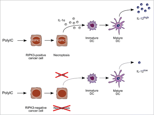 Figure 1. RIPK3-positive (upper panels) but not RIPK3-negative cancer cells (lower panels) undergo necroptosis in response to PolyIC leading to release of the alarmin IL-1α and dendritic cell activation.