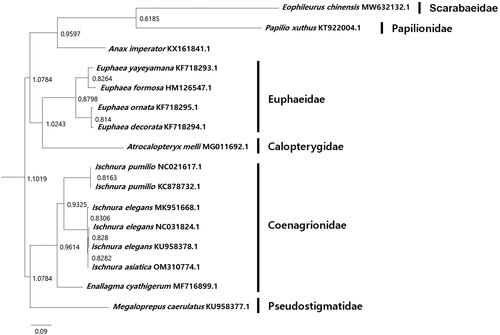 Figure 1. Maximum likelihood phylogenetic tree based on mitochondrial genome sequences.