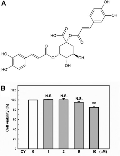 Figure 1. Chemical structure and cytotoxicity induced by cynarin. (A) Chemical structure of cynarin. (B) Cell viability of EA.hy926 cells after treatment with different cynarin concentrations as determined using the cell counting kit-8 assay. The results are presented as the mean ± standard error of the mean (SEM) of three independent experiments. **P < 0.01, compared to the vehicle control group.