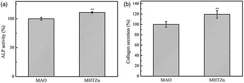 Figure 6. ALP activity (a) and collagen secretion (b) of SaOS-2 cells cultured on MAO and MHTZn samples for 7 days. Values represent mean ± SD (n = 3). * depicts statistical differences. **p < .01.
