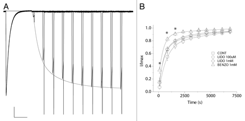 Figure 1. The rate of recovery from inactivation is unaffected by lidocaine. Channels were held at holding potential of -120 mV and activated by 750 ms of depolarizing pulses to -20 mV every 20 sec. (A) A representative family of current traces of WT NaChBac, showing the step-wise recovery from inactivation. Scale bar represents 1 sec and 2 nA. (B) Normalized peak currents are plotted as a function of recovery time interval. The rate of recovery from inactivation is significantly increased in the presence of 1 mM benzocaine, where asterisks indicate (p < 0.05).