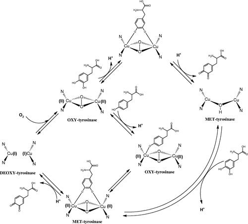 Figure 13. Mechanism of the tyrosinase action as monophenolase and diphenolase.