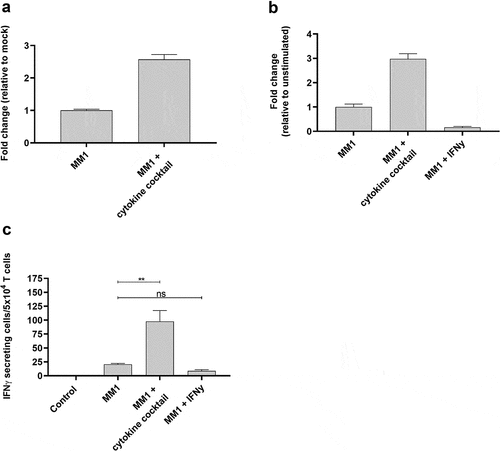 Figure 6. ARG2-specific T-cells recognize several ARG2-expressing malignant myeloid cells. (a) RG2 expression in MONO-MAC-1 (MM1) cells evaluated by RT-qPCR following a 48-h incubation with cytokine cocktail. Data are represented as fold change vs unstimulated MM1 cells; mean+SD, n = 4. (b) ARG2 expression in MM1 cells evaluated by RT-qPCR following a 48-h incubation with cytokine cocktail or IFNγ. Data are represented as fold change vs unstimulated MM1 cells; mean+SD, n = 4. (c) IFNγ ELISPOT response of the ARG2-specific T-cells toward MM1 cells pre-stimulated with the cytokine cocktail (MM1 + cytokine cocktail) or IFNγ (MM1 + IFNγ). Effector-to-target ratio 2.5:1 with 5 × 104 effector cells plated per well. ** p ≤ 0.01 and n = not significant according to the distribution free resampling rule.