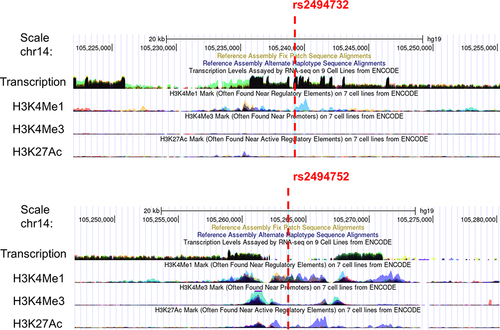 Figure 1 Functional prediction of positive single nucleotide polymorphisms in AKT1. The red dotted line indicates the position of AKT1 rs2494732 and rs2494752 (available at http://genome.ucsc.edu/).