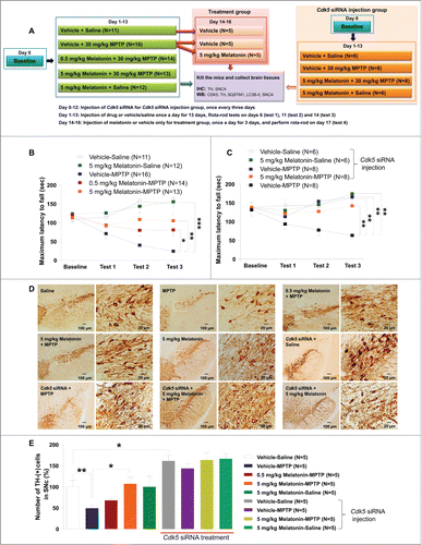 Figure 5. Pretreatment with melatonin or knockdown of CDK5 counteracts the effect of MPTP on behavioral dyskinesias and dopaminergic neuron loss in mouse models. Mice were divided into different groups (A). MPTP-treated mice (Vehicle-MPTP group) exhibited a significantly decreased retention time on the rota rod apparatus compared to control mice without any treatments (Vehicle-Saline group). Pretreatment with melatonin (0.5 mg/kg [0.5 mg/kg Melatonin-MPTP group] and 5 mg/kg [5 mg/kg Melatonin-MPTP group]) significantly improved the retention time compared to the MPTP group (B). Knockdown of CDK5 increased the retention time on the rota rod of mice with and without MPTP injection (C). Shown are photomicrographs of TH immunoreactivity in the SNc central region of different mouse groups (D): TH-positive cell number and dendrites of DA neurons were reduced in the SNc of mice with MPTP injection, which could be rescued by injection of 5 mg/kg melatonin or knockdown of the Cdk5 gene. The differences of TH-positive cell numbers between the control group and the MPTP group, between the MPTP group and the MPTP plus 5 mg/kg melatonin group (5 mg/kg Melatonin-MPTP group) were statistically significant (E). *, P < 0.05; **, P < 0.01; ***, P < 0.001; one-way ANOVA with the Tukey post-hoc test. Bars represent mean ±SEM.