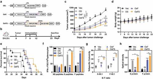 Figure 1. Inhibition of tumor growth and detection of anti-tumor immune response. (a) Schematic diagram of the three DNA vaccines: OS, OsF, and OsFS. (b) Therapeutic setting. BALB/c mice (n = 10) were challenged with 2 × 104 4T1 tumor cells on day 0 and then treated on days 7, 9, and 12. (c, d) The tumor volume (c) and body weight (d) were measured every two days following tumor challenge for 23 days. (e) Survival time was monitored for 52 days (n = 12). Mean survival times were as follows: Vector (Vec) group = 34.6 days; OS group = 41.6 days; OsF group = 41.2 days; OsFS group = 44.8 days. (f) Splenocytes separated from vaccinated mice were stimulated with FAPα peptides (F peptides), survivin peptidesm (S peptides), and unrelated human MUC1 peptides (NS peptides), and frequencies of antigen specific IFN-γ-secreting T cells were measured using ELISPot. (g) For the in vitro CTL assay, splenocytes of immunized tumor-bearing mice were incubated with P815 cells pulsed with FAP or survivin peptides as target cells at the E:T ratio (ratio of effecter cells to target cells) of 50:1. (h) Serum was collected upon sacrifice. Specific antibodies against survivin and FAPα were detected by ELISA. (*P < .05, **P < .01, ***P < .001, ****P < .0001)