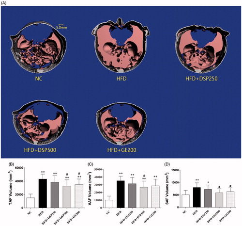Figure 4. Effect of co-administration of DSP on body weight in high fat induced obese rat. NC: normal control; HFD: high-fat diet induced obese group; HFD + DSP-250, rat supplemented HFD and desalted S. europea powder at dose 250 mg/kg; HFD + DSP-500, rat supplemented 500 mg/kg DSP; HFD + GE-200, rat supplemented 200 mg/kg Garcinia cambogea extract. (A) 3-D micro-CT images of abdominal adiposity. (B–D) numerical presentation of abdominal adiposity. TAF: total abdominal fat; VAF: visceral abdominal fat, and SAF: subcutaneous abdominal fat volume. The data are reported as the mean ± SD (n = 10). *p < 0.05, **p < 0.01, ***p < 0.001, analyzed by parametric multiple comparison procedures, One-way ANOVA test. When the result of ANOVA was significant, and Dunnett’s multiple comparison test was applied versus the NC group; #p < 0.05; ##p < 0.01; and ###p < 0.001, versus high-fat diet supplemented group (HFD).