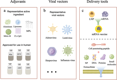 Figure 3. The schematic diagram illustrates several widely used vaccine research tools in recent years. (a) the active ingredients of adjuvants and their approved use in humans are depicted. (b) Viral vectors serve as a popular tool for delivering antigens to the immune system, with various viral vectors developed and in use. (c) Lipid nanoparticles (LNPs) have emerged as the most commonly used tool for delivering mRNA-based vaccines. Additionally, the use of cell-penetrating peptides has been explored to improve the cellular uptake of various molecules, including antigens and adjuvants. These vaccine research tools offer unique advantages for vaccine development, and their continued development holds great promise for enhancing the efficacy of vaccines against various diseases. The schematic illustration was drawn using Figdraw tools (www.figdraw.com).