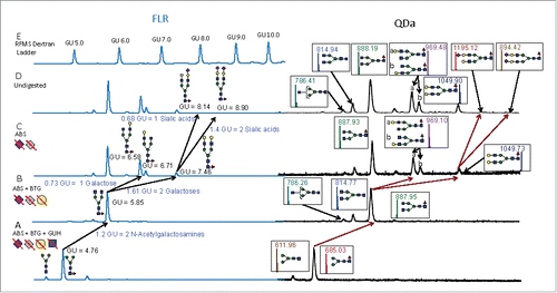 Figure 1. Exoglycosidase digestion array digests of RFMS-labeled N-linked glycans derived from trastuzumab analyzed by HILIC-UPLC/FLR and HILIC-UPLC/FLR/QDa. A) FLR and QDa traces for the digestion with ABS, BTG, and GUH. All glycans were digested down to common core structures (F(6)M3 and M3) with the exoglycosidase enzyme arrays. B) FLR and QDa traces of the ABS and BTG digests to remove sialic acids and galactoses. C) FLR and QDa traces following the removal of sialic acids with ABS. D) The FLR and QDa traces of undigested trastuzumab. E) The FLR chromatogram of the dextran ladder used to determine the GU values for the analytes in Panels A-D. Diagnostic shifts in GU values for the products of each digest revealed the glycan structures. Symbols: blue square- N-acetylglucosamine; green circle- mannose, yellow circle- galactose, red triangle- fucose; grey diamond- N-glycolylneuraminic acid