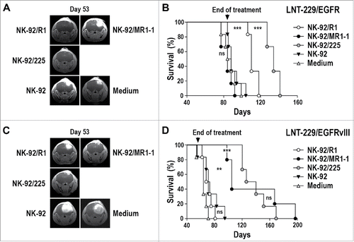 Figure 4. Antitumor activity of CAR NK cells against orthotopic LNT-229/EGFR and LNT-229/EGFRvIII GBM xenografts. (A) LNT-229/EGFR cells were stereotactically injected into the right striatum of NSG mice. Seven days later, the animals were treated by intratumoral injection of parental NK-92, EGFR-specific NK-92/R1, EGFRvIII-specific NK-92/MR1-1, or dual-specific NK-92/225 cells once per week for 12 weeks (n = 6). Control mice received injection medium. Tumor growth was monitored by MRI. Tumor development in representative animals from each group at day 53 is shown. (B) Symptom-free survival of the mice from the experiment described in (A). (C) LNT-229/EGFRvIII cells were stereotactically injected into the right striatum of NSG mice. Seven days later, the animals were treated as described above with NK-92 (n = 6), NK-92/R1 (n = 6), NK-92/MR1-1 (n = 5), or NK-92/225 (n = 6) cells once per week for 8 weeks. Control mice received injection medium (n = 6). Tumor development in representative animals from each group at day 53 is shown. (D) Symptom-free survival of the mice from the experiment described in (C). ***p ≤ 0.001; **p ≤ 0.01; ns, p > 0.05.