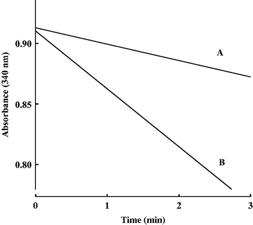 Figure 5. The time courses of NADPH oxidation during the reduction of cyclohexyl pentyl ketone and hexanophenone. A, cyclohexyl pentyl ketone; B, hexanophenone. The concentration of cyclohexyl pentyl ketone and hexanophenone was 100 μM.