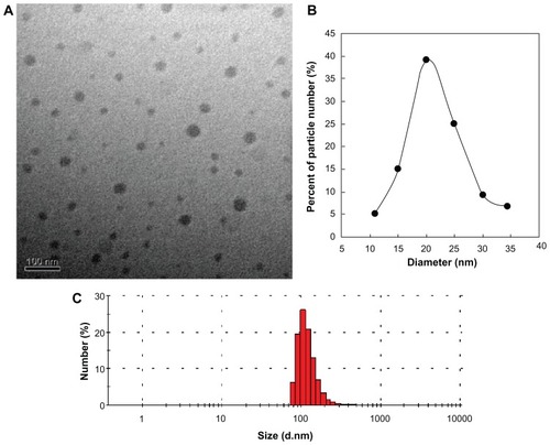 Figure 4 (A) Transmission electron microscopic image and (B and C) size distribution of liposome-coated chlorophyll nanocomposites. (B) Size distribution measured by transmission electron microscopy. (C) Hydrodynamic size distribution in serum.