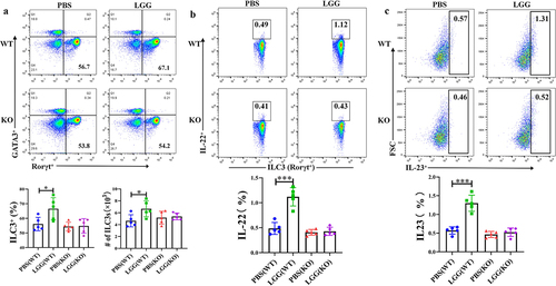 Figure 4. LGG promotes activation of ILC3 cells and is associated with IL-23 expression by TLR2 and DCs.a: Flow cytometry analysis of changes in ILC3 in the lamina propria of WT and KO mice after LGG feeding. b: Flow cytometry analysis of the level of IL-22 secretion by ILC3 in the lamina propria of WT and KO mice after LGG feeding. c: Flow cytometry analysis of the level of IL-23 expression by DCs in the lamina propria of WT and KO mice after LGG feeding.