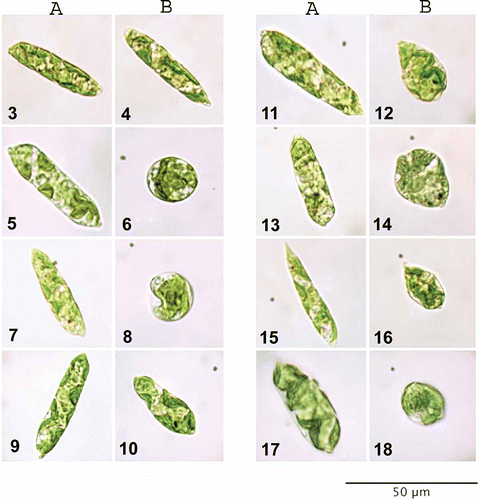 Figs 3–18. Euglena gracilis cell morphology. Euglena cells from maximal (A) and minimal (B) growth cultures were compared with control samples and examined for differences in cell morphology. Figs 3, 4. Algae growing in control media. Fig. 5. tZ at 10−7 M. Fig. 6. tZ at 10−5 M. Fig. 7. iP at 10−9 M. Fig. 8. iP at 10−5 M. Fig. 9. ABA at 10−9 M. Fig. 10. ABA at 10−5 M. Fig. 11. BAP at 10−9 M. Fig. 12. BAP at 10−5 M. Fig. 13. IAA at 10−9 M. Fig. 14. IAA at 10−5 M. Fig. 15. GA3 at 10−9 M. Fig. 16. GA3 at 10−5 M. Fig. 17. tZ at 10−7 and ABA at 10−9 M. Fig. 18. tZ at 10−7, iP, ABA, IAA, and BAP at 10−9 M.