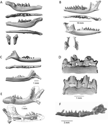 Figure 2. Mesozoic Southern Hemisphere tribosphenidan mammal dentaries. A, Ausktribosphenos nyktos (NMV P208090) in buccal, occlusal, lingual, ventral, anterior and posterior views, modified from Rich et al. (Citation1997). B, Bishops whitmorei (NMV P 210075) in buccal, occlusal, lingual, anterior and posterior views, modified from Rich et al. (Citation2001). C, Kryoparvus gerriti (NMV P210087) in buccal, occlusal and lingual views, modified from Rich et al. (Citation2020). D, Ambondro mahabo (UA 10602) in lingual and buccal views, modified from Flynn et al. (Citation1999). E, Asfaltomylos patagonicus (MEPF-PV 1671) in buccal and lingual views, modified from Martin & Rauhut (Citation2005). F, Henosferus molus (MEFP 2354) in lingual stereophotograph view, modified from Rougier et al. (Citation2007).