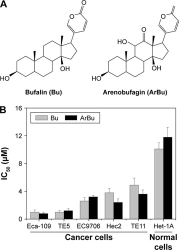 Figure 1 In vitro anticancer activities of Bu and ArBu.