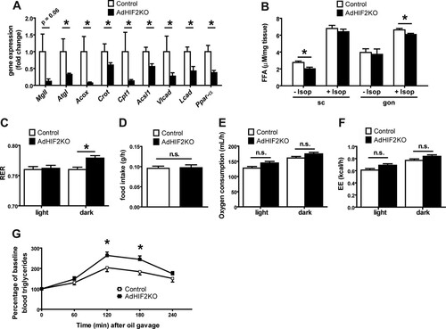 FIG 4 Obese AdHIF2KO mice show altered lipid metabolism. (A) Expression of metabolic genes in gonadal adipocyte fraction from control and AdHIF2KO mice fed an HFD for 24 weeks is shown. Gene expression of control mice was set as 1 (n = 6 or 7/group). (B) Subcutaneous (sc) WAT and gonadal (gon) WAT explants from obese control and AdHIF2KO mice were cultured for 2 h at 37°C in the presence or absence of 10 μM isoprenaline, and release of FFA to the medium was quantified (n = 4 to 6/group). (C to F) Control and AdHIF2KO mice were fed with an HFD for 6 weeks and placed in metabolic cages. After 16 h of adaptation, respiratory exchange ratio (RER) (C), food intake (D), oxygen consumption (E), and energy expenditure (EE) (F) were monitored (n = 6/group). (G) Oral lipid tolerance test of control and AdHIF2KO mice fed with an HFD for 15 weeks (n = 12 or 13/group). Data are expressed as means ± SEMs. *, P < 0.05.