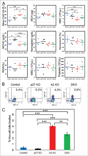 Figure 7. Loss of p27 ameliorates the defects in cyclin A2fl/fl ErGFPcre mice. (A) Complete blood count data from age-matched cyclin A2fl/fl p27−/− ErGFPcre mice (DKO, green dots, n = 4), cyclin A2fl/fl ErGFPcre mice (A2 KO, red dots, n = 4), p27−/− mice (p27 KO, black dots, n = 4), and wild-type control mice (Control, blue dots, n = 4). (B-C) Flow cytometry analysis of Howell-Jolly bodies in peripheral blood of mice with the indicated genotypes (n = 3). The representative FACS plots (B) and the Bar graphs (C) are shown. Error bars represent standard deviation. Two-tailed t-test results are indicated by asterisks. *, p < 0.05; **, p < 0.01; ***, p < 0.001.