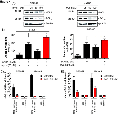 Figure 4. MCL1 is a direct c-MYC target in gastric cancer cells. (A) ST2957 and MKN45 cells were treated with the MYC inhibitor (myc-I) for 24 h. Western blots detected the expression of BCLXL, MCL1 and β-actin (loading control). (B) ST2957 and MKN45 cells were treated with the MYC inhibitor (myc-I), SAHA or the combination of both for 24 h as indicated or were left as an untreated control. Cells were stained with Propidium iodide (PI) and FITC-labeled anti-Annexin V. Depicted is the Annexin V positive fraction (early apoptosis = Annexin V+/PI- and late apoptosis = Annexin V+/PI+). (Student’s t-test: * p < 0.05). (C) and (D) ST2957 and MKN45 cells were treated with the MYC inhibitor for 24 h or were left as an vehicle treated control. ChIP analysis revealing the binding of c-MYC (C) or the RNA Polymerase II (D) to the E-box of the MCL1 promoter or an 13 kb 3′ control.