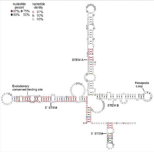 Figure 3. Hexapoda 7SK RNA structure drawn with R2R [Citation42]. Nucleotides marked by a letter are present in at least 65%, 90% or 97% or the sequenes depending on the color as indicated in the legend. Circled positions without a letter are more variable and are present in a fraction of the sequences as indicated in the legend. Base pairs shaded in red show no variation, green indicates covariation and blue refers to compatible mutation. In addition, the circled nucleotides at the 5′ stem represents the P-TEFB and HEXIM1 binding sites and the target site of PPIM1G. The circled nucleotides at the 3′ stem, are nucleotides crucial for P-TEFB binding.