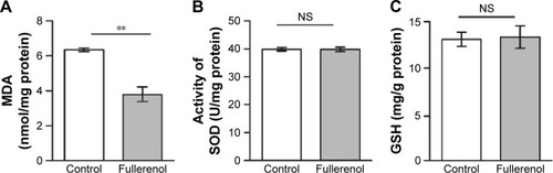 Figure 5 Effects of fullerenol on oxidative stress in hippocampus.Notes: Effects of fullerenol on MDA content (A, five rats, using a one-way repeated measures ANOVA followed by Tukey’s post hoc test, P=0.0003), SOD activity (B, five rats, using a one-way repeated measures ANOVA followed by Tukey’s post hoc test, P=0.991), and GSH level (C, six rats, using a one-way repeated measures ANOVA followed by Tukey’s post hoc test, P=0.643). Data are presented as mean ± SEM. **Denotes P<0.01; NS denotes P>0.05.Abbreviations: GSH, glutathione; MDA, malondialdehyde; ANOVA, analysis of variance; NS, nonsignificant; SEM, standard error of mean.