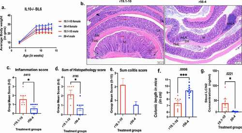 Figure 2. Effect of mouse E-cadherin activating antibody in IL10KO BL6 model of ulcerative colitis.(a) Measurement of body weight in IL10-/- mice cohorts (n = 8–10 mice per antibody treatment group) receiving either E-cadherin activating r56- 4 or control neutral r19.1–10 antibody (group mean SEM, Mann-Whitney test p-values <0.0001); (b) Representative microscopic images of H&E stained colonic swiss roll section (scale bar 200 μm). Quantification of inflammation parameters presented for (c) inflammation, (d) sum of histopathology, and (e) sum of colitis (sum of all parameters, group mean SEM); Mann-Whitney test for significance performed; (f) Comparative analysis of colonic length measurement between treatment cohorts at treatment endpoint and (g) Lcn2 content in stool analysis by ELISA. (group mean SEM, Mann-Whitney test p-values reported in the figure)