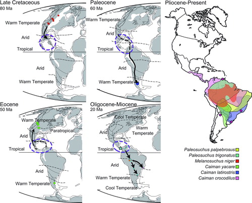 FIGURE 12 Biogeographic dispersal of caimanines placed in a temporal context from the Late Cretaceous to Recent. Paleomaps are modified from Scotese (Citation2001). Modern distributions were compiled from Ross (Citation1998).