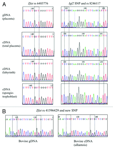 Figure 2. Sequencing results of SNPs in the murine (A) and bovine (B) Zfat genes. Imprinted expression was deduced by comparing genotypes of gDNA, cDNA and maternal gDNA, in placenta and other tissues.