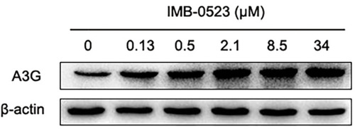 Figure 2 IMB-0523 treatment increases the level of intracellular A3G. Cells were treated with indicated concentrations of IMB-0523 and harvested after 6 days post-treatment. The amounts of cellular A3G and β–actin proteins were determined by Western blot assay.
