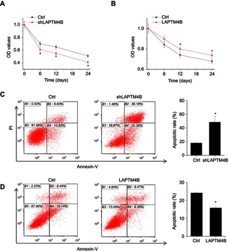 Figure 2 LAPTM4B enhances survival and inhibits apoptosis under starvation conditions. (A) Control and LAPTM4B knockdown SMMC-7721 cells were treated with HBSS. At different time point, the cell survival was detected by CCK-8 assay. (B) Control and LAPTM4B overexpressing PLC/PRF/5 cells were treated with HBSS. At different time point, the cell survival was detected by CCK-8 assay. (C) Control and LAPTM4B knockdown SMMC-7721 cells were treated with HBSS for 24 hrs. The apoptosis was detected by flow cytometry. (D) Control and LAPTM4B overexpressing PLC/PRF/5 cells were treated with HBSS for 24 hrs. The apoptosis was detected by flow cytometry. Data are shown as mean ± SD, *P<0.05.