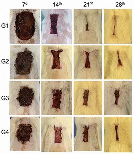 Figure 2. Macroscopic evaluation of wounds. Evaluation of wounds on the 7th, 14th, 21st, and 28th postoperative days for the groups G1 (control), G2 (SC), G3 (AM), and G4 (SC + AM). In the groups that received SC and/or AM, the wounds were significantly smaller after the initial 7 days of the repair process. After 28 days, the wounds in the control group were more contracted than those in the other groups.