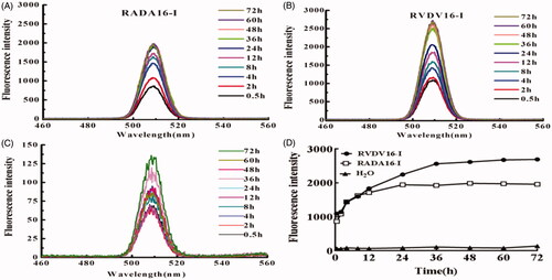Figure 3. Emission spectra of EM at the excitation wavelength of 254 nm in self-assembling peptide aqueous solutions and in water under mechanically stirring. (A) RADA16-I; (B) RVDV16-I; (C) Water; (D) Fluorescence intensity of EM at 509 nm; [EM] = 6.0 μg/mL, [RADA16-I] = [RVDV16-I] = 100 μM.