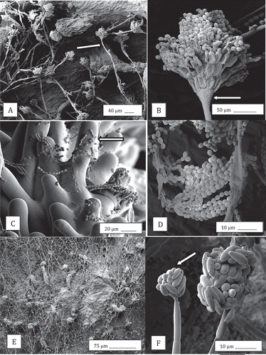 Fig. 2 Scanning electron microscopy images of the development of Penicillium olsonii (a–d) and Fusarium oxysporum (e, f) on cannabis bud tissues following inoculation. (a) Conidiophores of P. olsonii (arrow) developing on the surface of the bract tissue; (b) Close-up of conidiophore (arrow) showing characteristic chains of spores of Penicillium produced from phialdes; (c) Spore chains stuck to the surface of stigmatic hairs (arrow); (d) Close-up of chains of spores; (e) Mycelium of F. oxysporum growing over surface of the bract tissues of buds; (f) Microconidia produced in clusters (arrow) on the bract tissue.