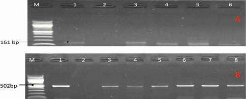 Figure 1. A gel image of PCR confirmed C. jejuni. Lane M: 100 bp DNA ladder, lane 1: positive control (C. jejuni ATCC 33560), lane 2: negative control, lane 3–6: positive C. jejuni isolates (161 bp) while image B are some confirmed C. coli. Lane 1: positive control (C. coli ATCC 33559), lane 2: negative control, lane 3–8: positive C. coli isolates (502 bp).