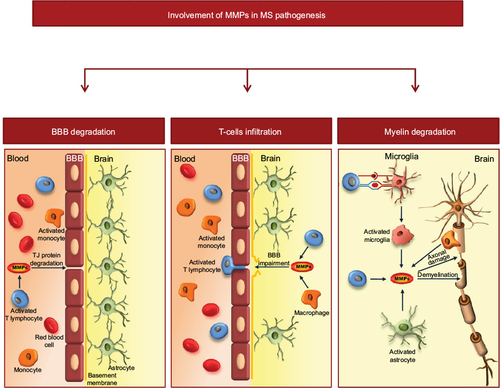 Figure 2 Schematic representation of the involvement of MMPs in MS pathology.