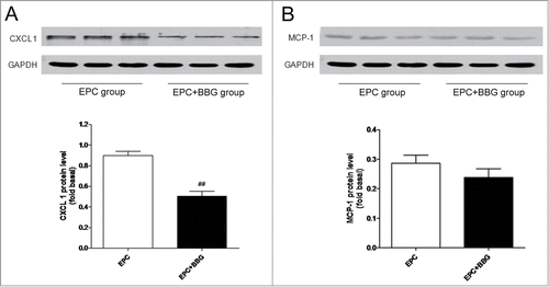 Figure 6. P2X7 receptors suppression decreased the expression of CXC ligand-1 (CXCL1) rather than monocyte chemoattractant protein-1 (MCP-1). (A–B) Western blot analysis of CXCL1 (A) and MCP-1 (B) protein expression in gliomas in EPC group and in EPC + BBG group, respectively (top). GAPDH blot serves as loading control. Relative protein levels were shown in bar graph (bottom). Data are presented as mean± SD from 6 separate experiments.##P < 0.01 vs. Control.
