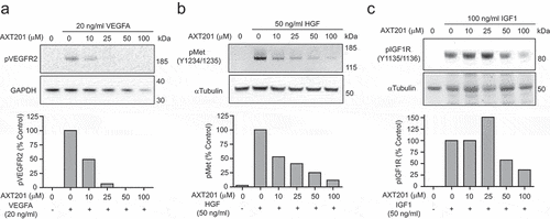 Figure 1. AXT201 inhibits VEGFR2, cMet, and IGF1 R signaling. (a-c) Top – Western blot images showing changes in the phosphorylation of (a) VEGFR2, (b) cMet, and (c) IGF1 R in HUVECs exposed to VEGFA, HGF, or IGF1 respectively and varying concentrations of AXT201. GAPDH and αTubulin are provided as loading controls. Bottom – quantification of band intensities normalized for loading and presented as percentages of growth factor only controls.