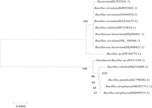 Figure 3. Bacillus 16S rRNA sequence phylogenetic tree