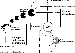 Figure 4 Schematic representation of the proposed role for ilomastat in interrupting the protease/protease inhibitor imbalance and resulting inflammatory cascade provoked by cigarette smoke. First, ilomastat inhibits directly the degradation of AAT, thereby increasing protection of elastin from degradation by neutrophil elastase. In addition, the inhibition of TNF-α release leads to reduced neutrophil recruitment and consequent lowering of the neutrophil elastase burden within the cigarette smoke-treated lung tissue. Additional protection against matrix degradation is likely to occur through lowering of both neutrophil and macrophage recruitment by reducing or possibly even eliminating the production of chemotactic matrix breakdown products such as elastin-derived peptides [From Ref. Citation[33]].