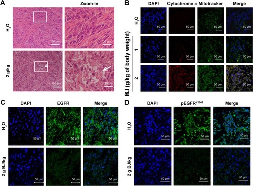 Figure 7 Histological and fluorescence examination of the reduced tumors. (A) Examination by HE staining. The paraffin-embedded H1975 tumors treated with BJ (2 g/kg) and water control were dissected, stained by HE and analyzed by confocal microscopy (scale bar =100 μm). The rectangular inset of the image were zoomed-in to the right of the panel for each treatment (scale bar =25 μm). The white arrow signifies apoptotic body location. (B) Release of mitochondrial cytochrome c in tumors treated with BJ. The dissected specimens of H1975 tumors as treated with BJ (1 and 2 g/kg) and water control were fixed and incubated with antibody against cytochrome c followed by staining with secondary antibody conjugated with TRITC (red). The slides were counter-stained with mitotracker (green) and DAPI (blue) before being analyzed by confocal microscopy. The merged images of red color cytochrome c and green color mitochondria signified the appearance of puncta (yellow), while blue color indicates nucleus (scale bar =50 μm). (C) Images of immunofluorescent EGFR H1975 tumor sections from mice fed with 2 g/kg of BJ and water control were incubated with EGFR antibody (green) followed by FITC-conjugated secondary antibody treatment before being counterstained with DAPI (blue) (scale bar =50 μm). (D) Images of immunofluorescent pEGFRY1068 H1975 tumor sections from mice fed with 2 g/kg of BJ and water control were incubated with pEGFRY1068 antibody (green) followed by FITC-conjugated secondary antibody incubation before being counterstained with DAPI (blue) (scale bar =50 μm).