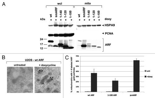 Figure 2. The mitochondrial localization sequence of murine p19ARF maps to amino acids 45 to 100; murine smARF shows enhanced localization to mitochondria. (A) Western blot analysis of whole cell lysate (wcl) vs. lysate from purified mitochondria (mito) isolated from U2OS-ARF cells following treatment with doxycycline for 24 h (doxy, 0.1 μg/ml). Lysates were probed for the mitochondrial protein HSPA9 (GRP75) and the nuclear/cytosolic protein PCNA as an assessment of purity. The bottom lanes depict ARF protein level in these fractions. The data depicted are representative of three independent experiments, for multiple clones for each mutant. (B) Immuno-electron microscopy using ARF antisera followed by protein G-Gold in U2OS-ARF cells following 24 h treatment with doxycycline. The arrowheads depict gold particles colocalizing with mitochondria. Scale bar: 500 nm. (C) Graphic analysis of the percent of mitochondria immunostained with ARF antisera in (B). Mitochondria with four or greater gold particles were considered positive, and at least 200 mitochondria were counted for each sample.